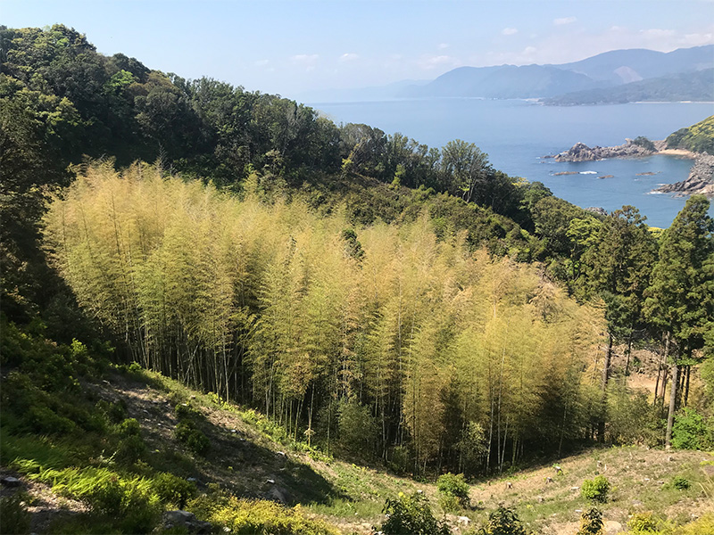 The bamboo grove in the center of Takegashima Island