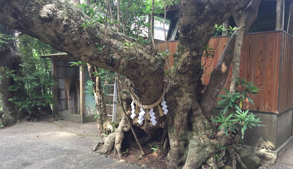 The sacred tree at the back of the front shrine.
