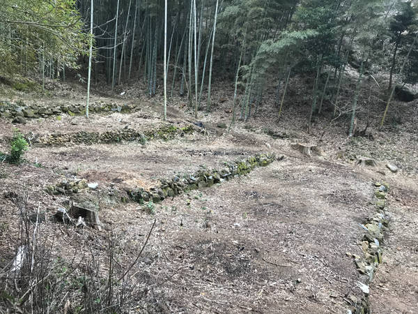 雑林の中から発見された古代のテラス