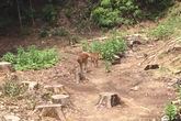 竹ヶ島に生息する鹿の親子